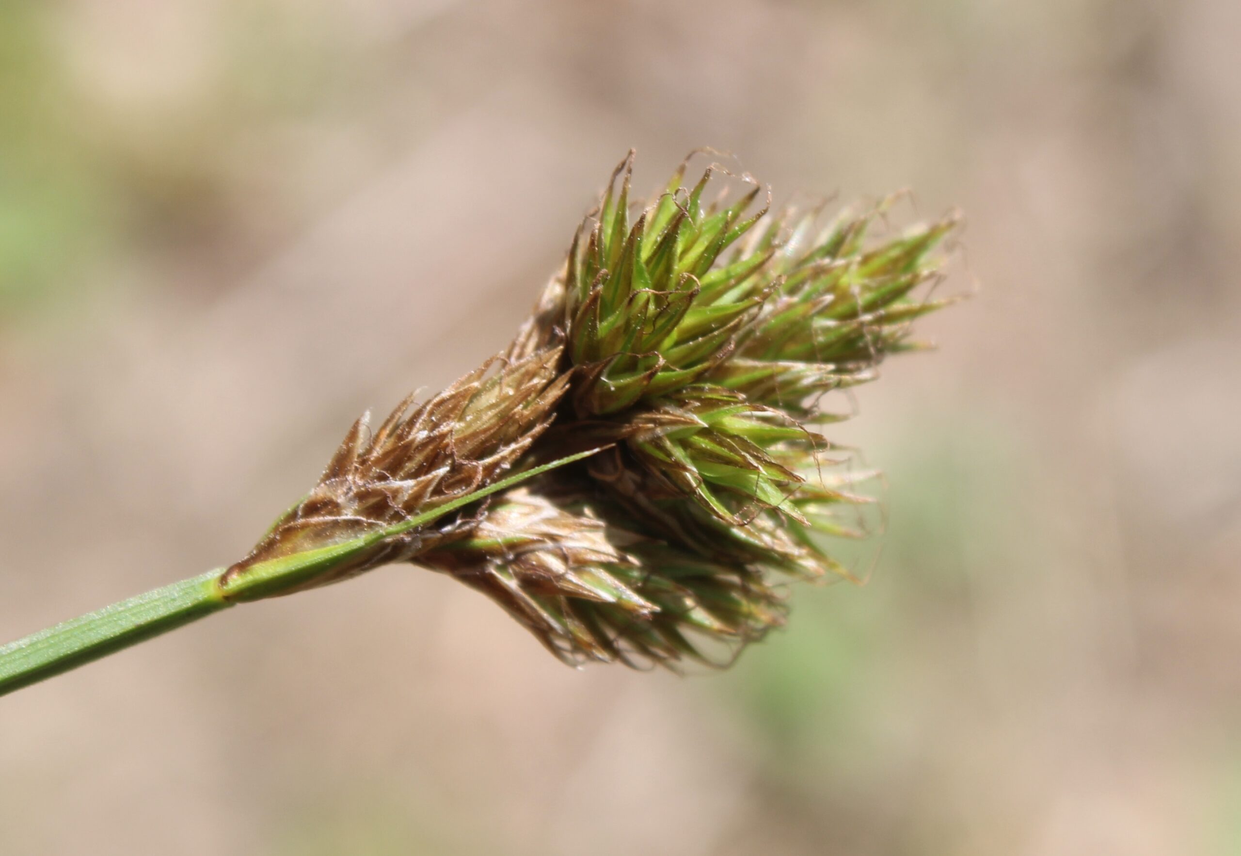 Carex leporina (Tülü sazotu)