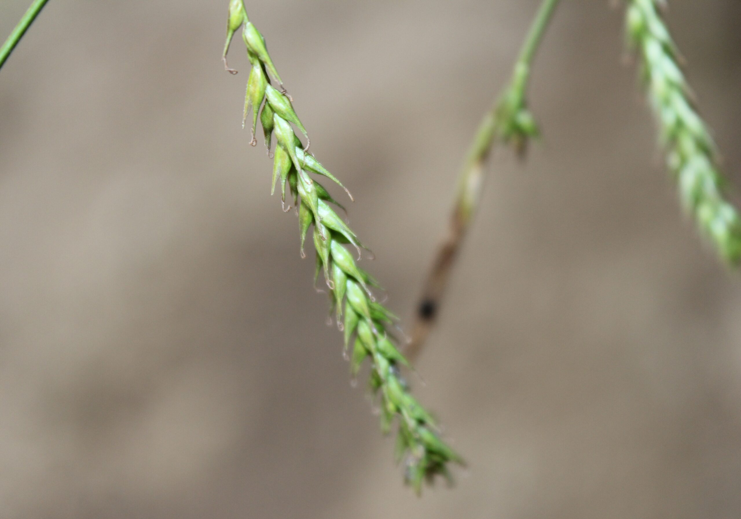 Carex sylvatica (Merasazı)