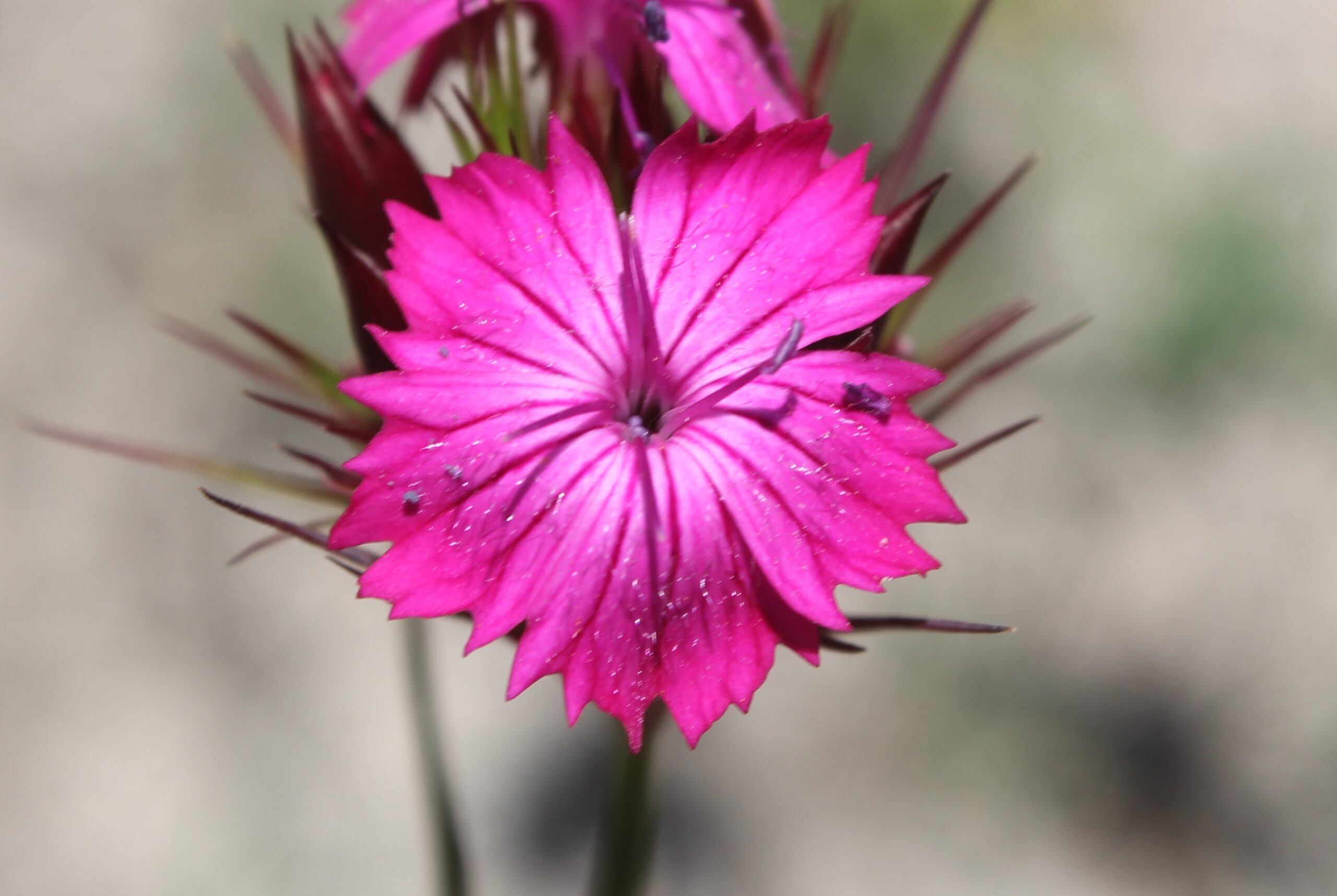 Dianthus capitatus (Baş karanfil)