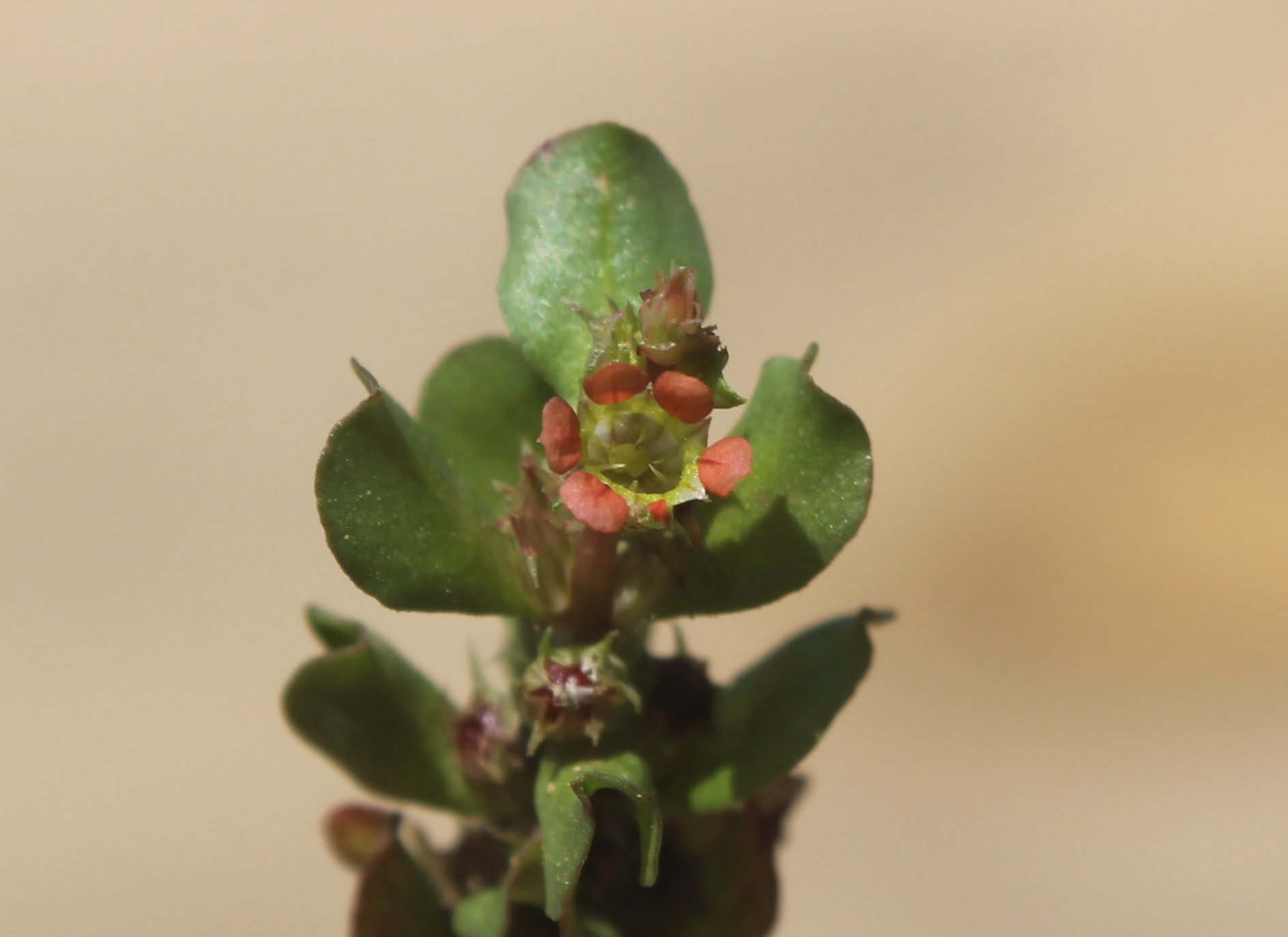Lythrum borysthenicum (Saray aklarotu)
