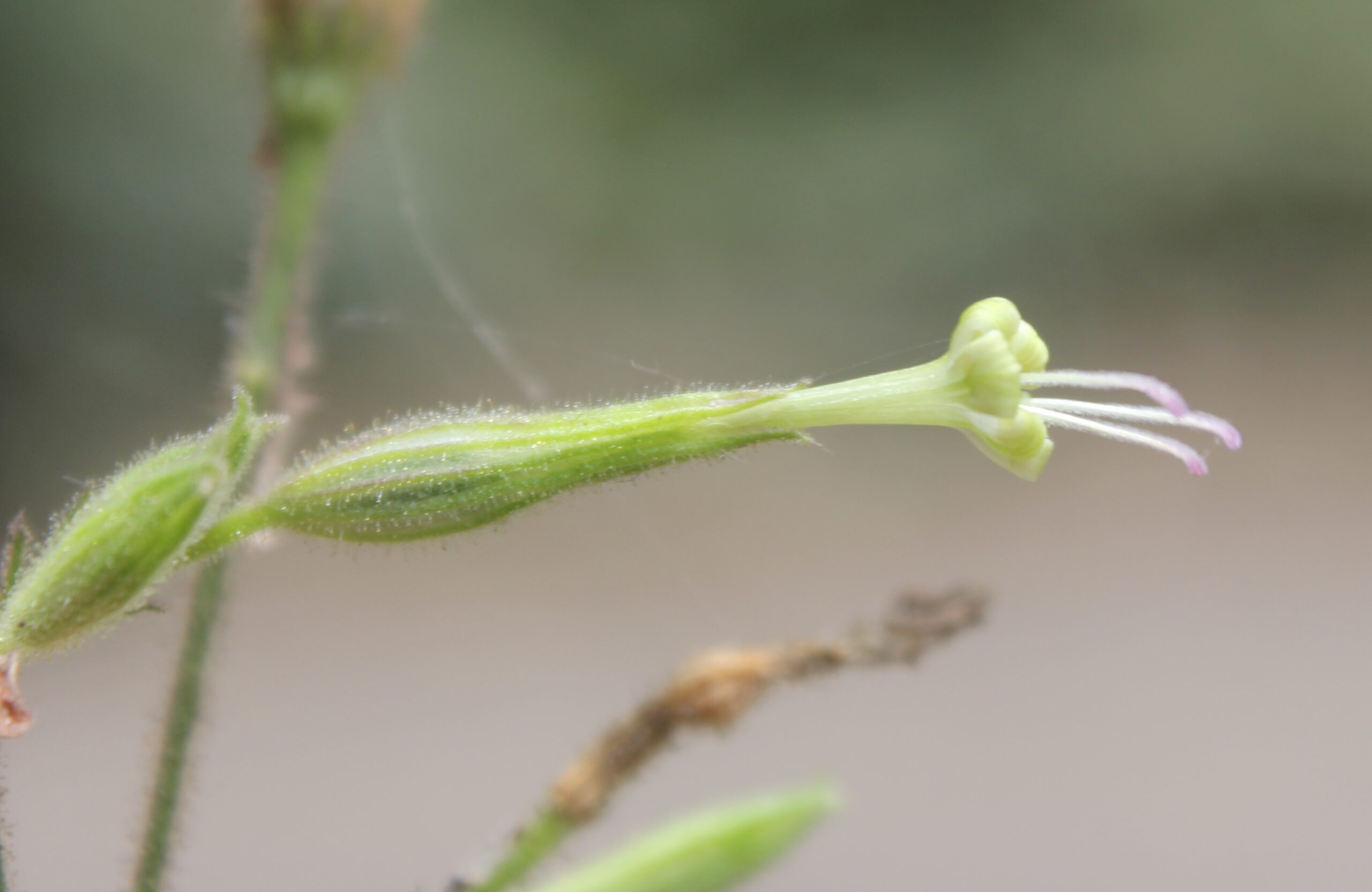 Silene viridiflora (Dilli nakıl)