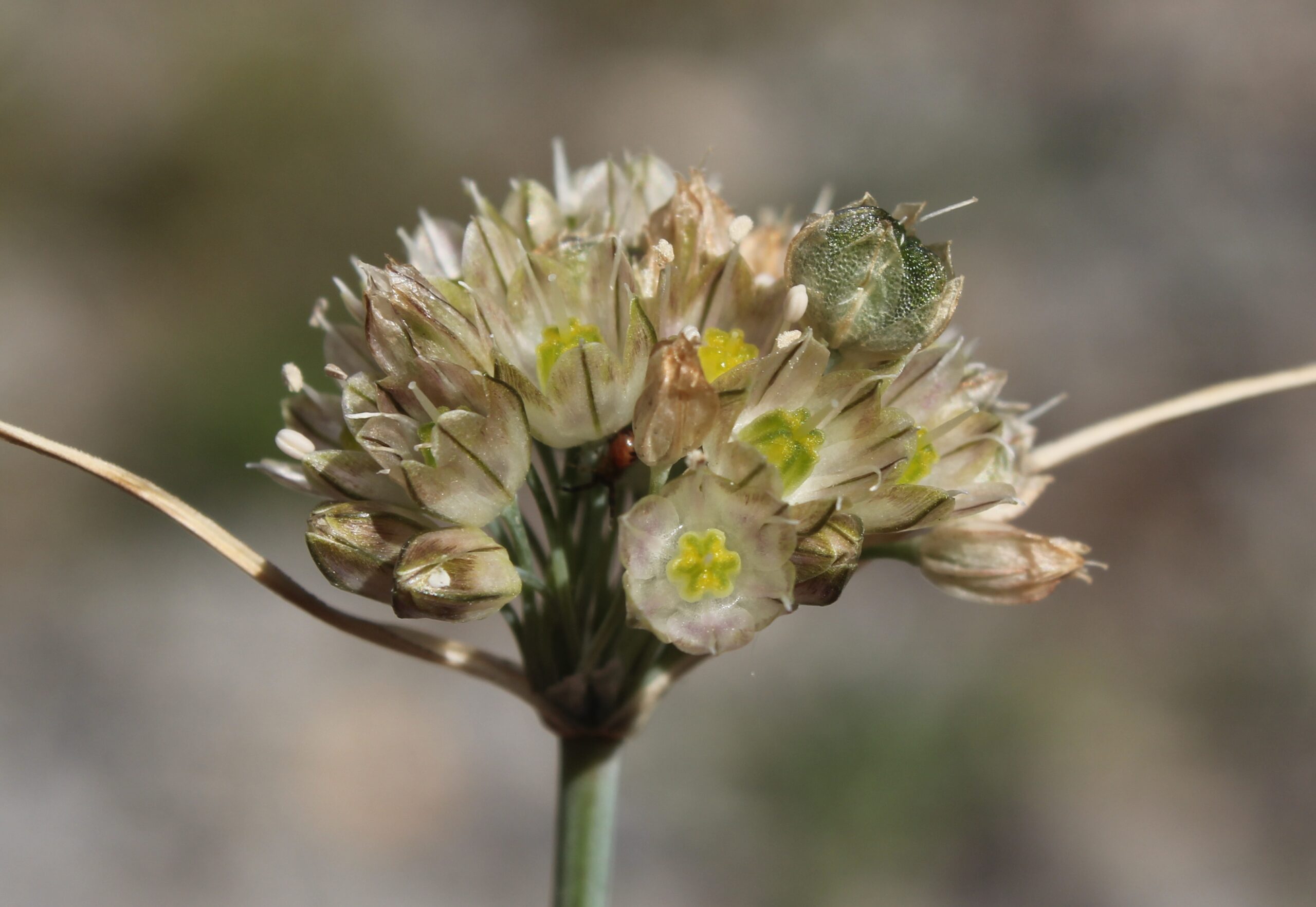 Allium rupestre (Taş körmeni)