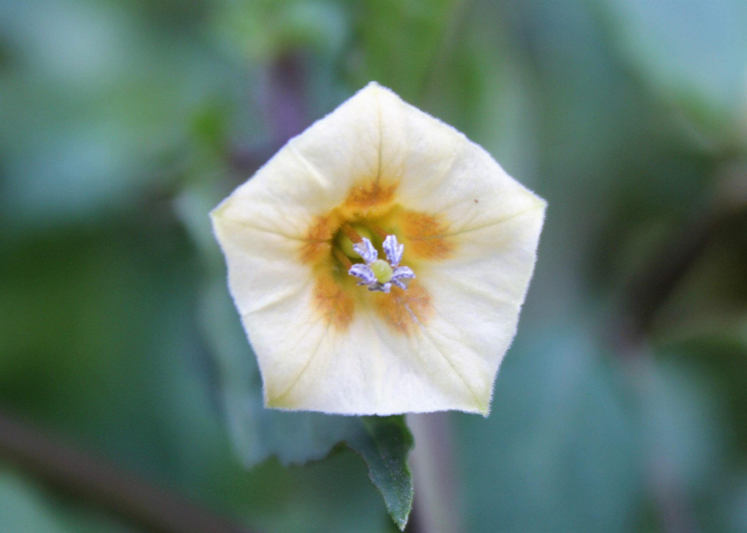Physalis angulata (Hışhış çiçeği)