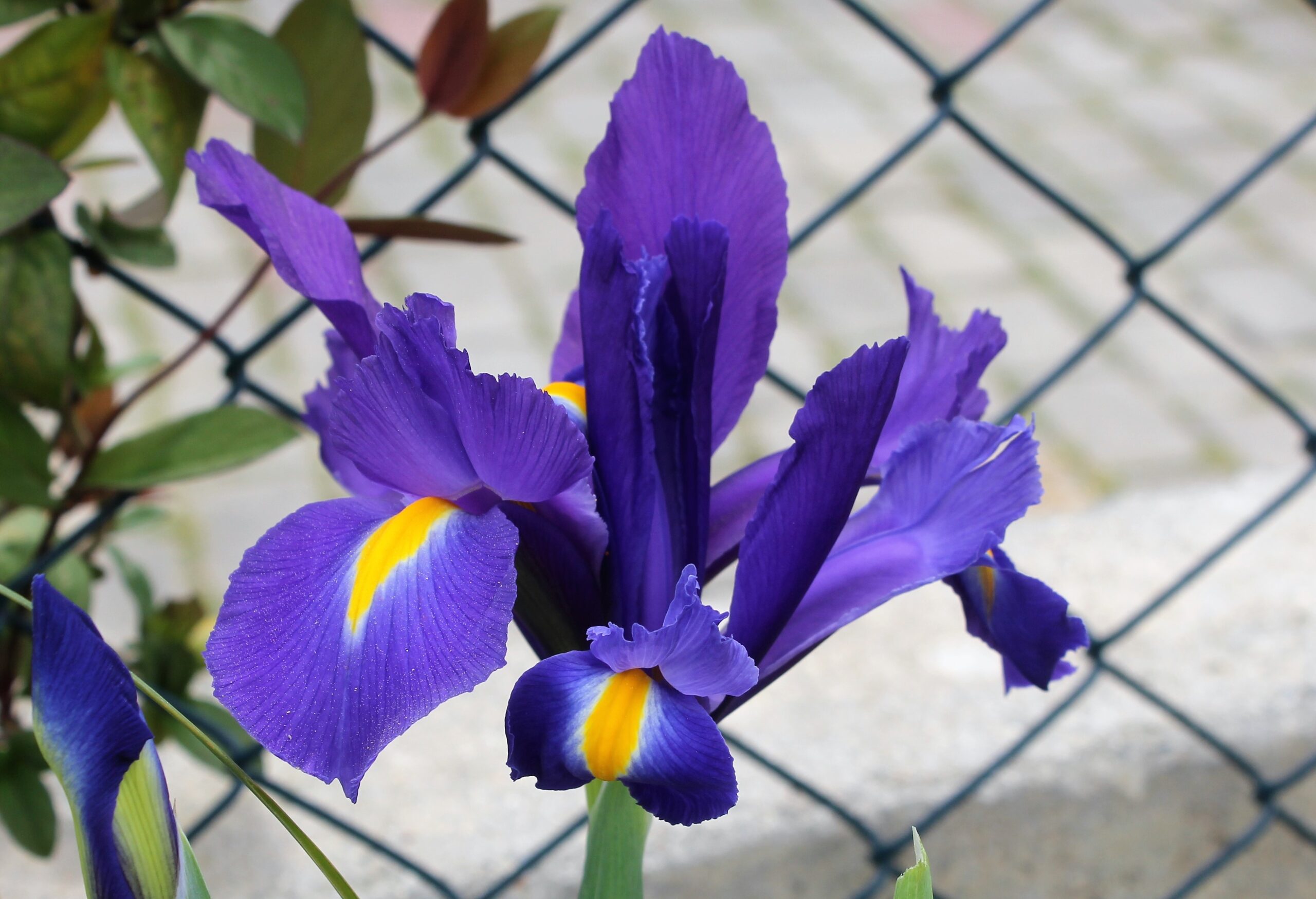 Iris × hollandica (Hollanda süseni)