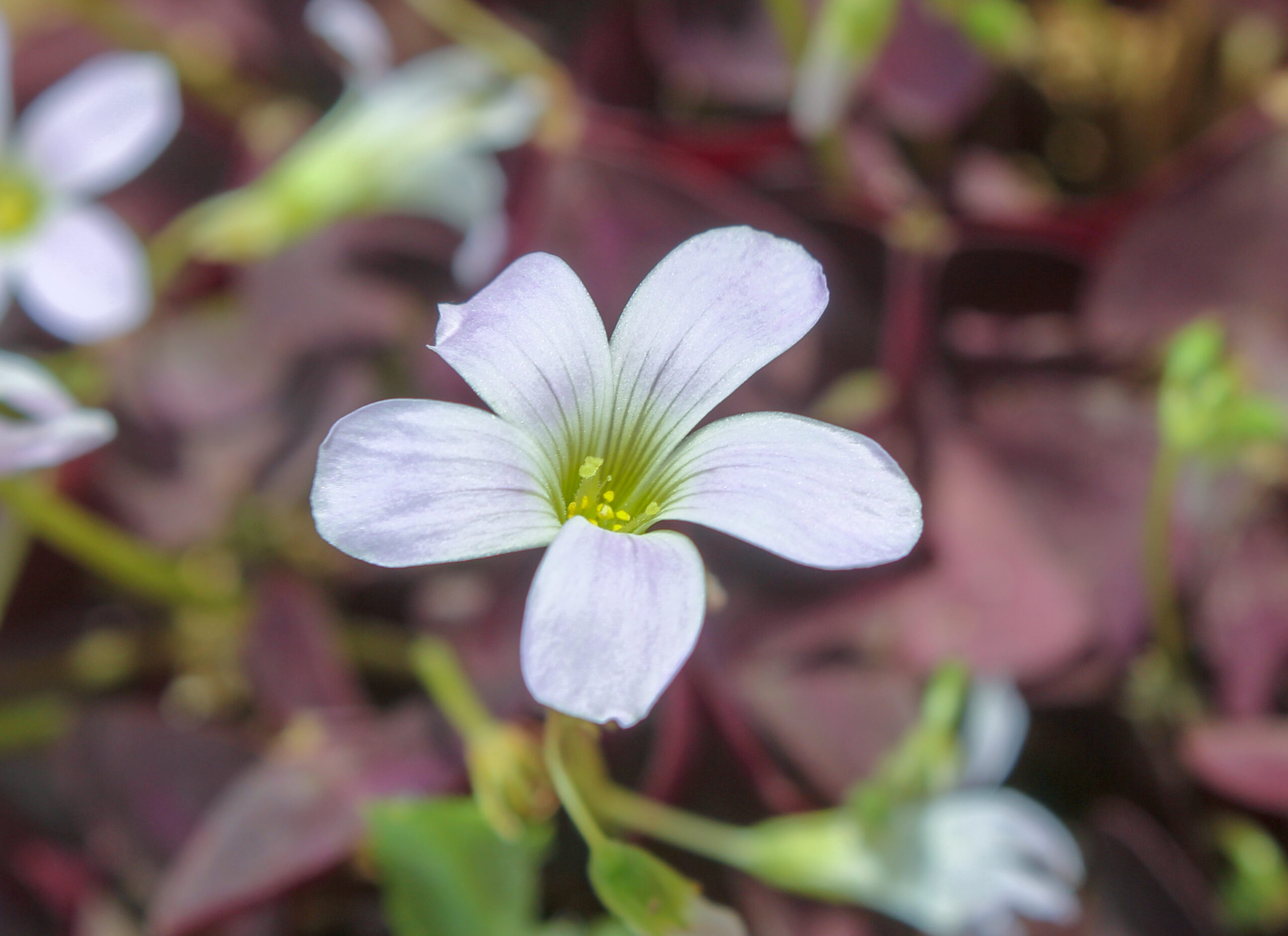 Oxalis triangularis (Uyku çiçeği)
