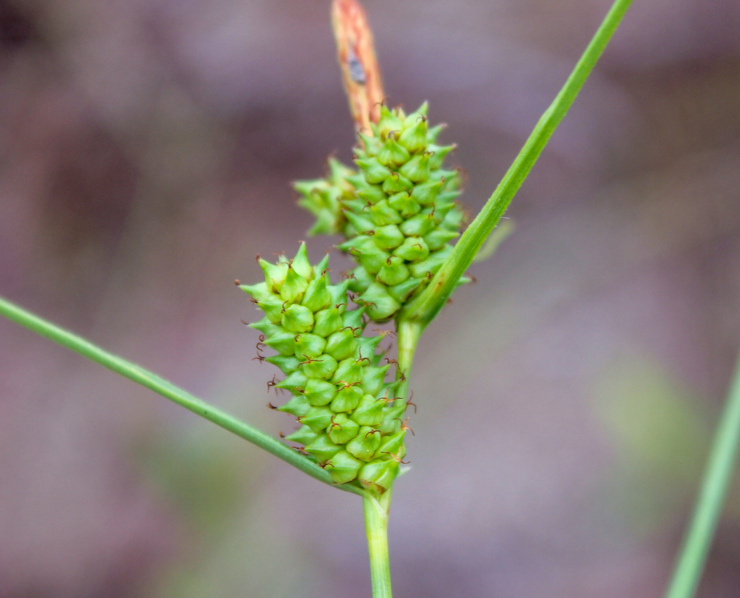Carex extensa (Uzun ayakotu)