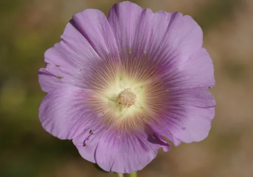 Alcea biennis