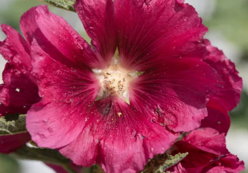 Alcea rosea