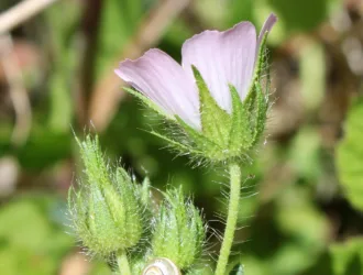 Malva cretica