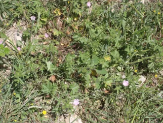 Malva cretica