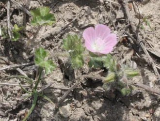 Malva cretica