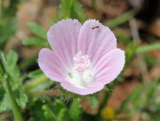 Malva cretica