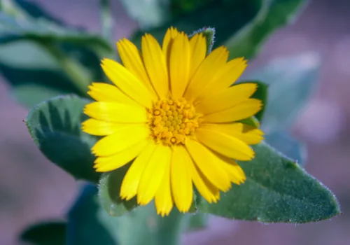 Calendula arvensis