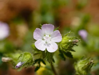 Malva cretica