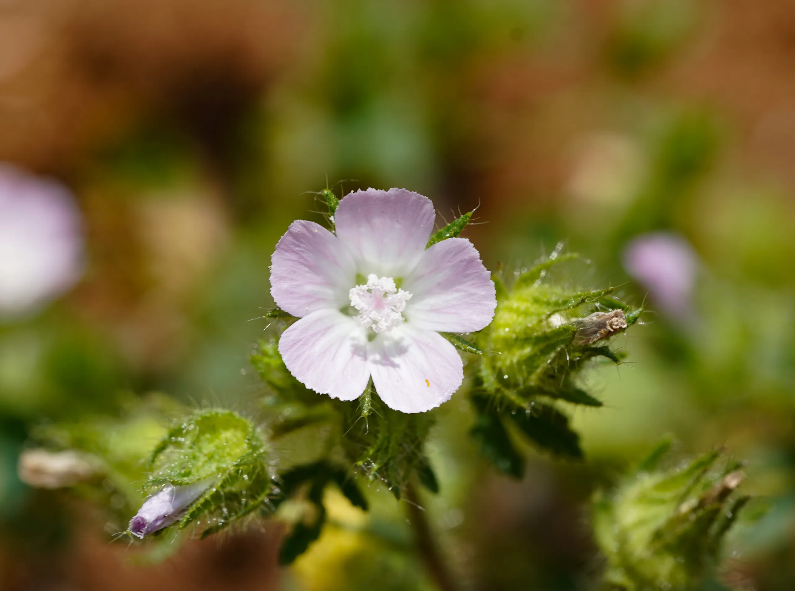 Malva cretica
