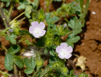 Malva cretica
