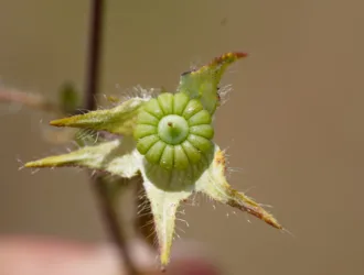 Malva cretica