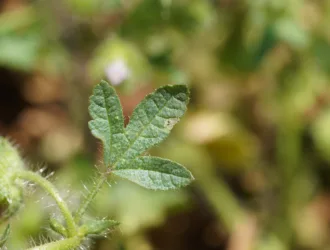 Malva cretica
