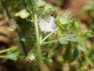 Malva cretica