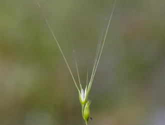 Aegilops comosa subsp. heldreichii