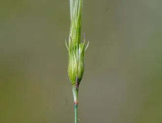 Aegilops comosa subsp. heldreichii