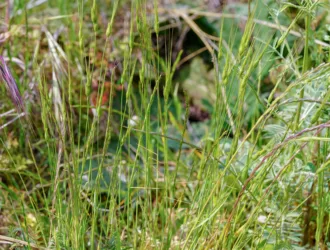 Aegilops comosa subsp. heldreichii