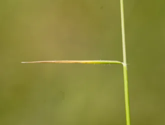 Aegilops comosa subsp. heldreichii