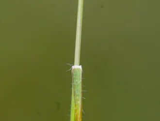 Aegilops comosa subsp. heldreichii