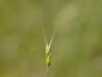 Aegilops comosa subsp. heldreichii