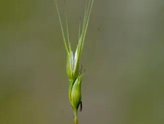 Aegilops comosa subsp. heldreichii