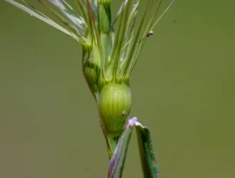 Aegilops geniculata