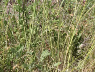Aegilops geniculata