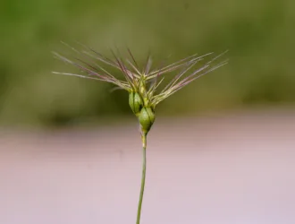 Aegilops geniculata