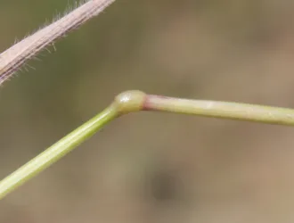 Aegilops geniculata