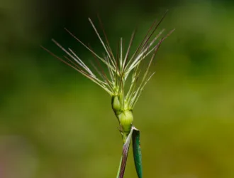 Aegilops geniculata