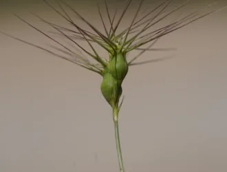 Aegilops geniculata