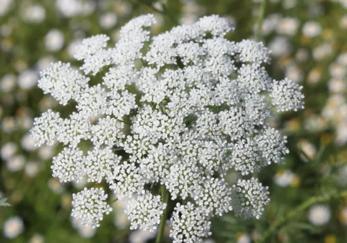 Ammi majus