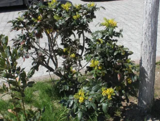 Berberis aquifolium