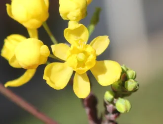 Berberis aquifolium