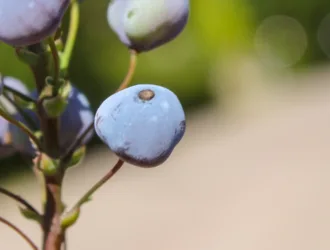 Berberis aquifolium
