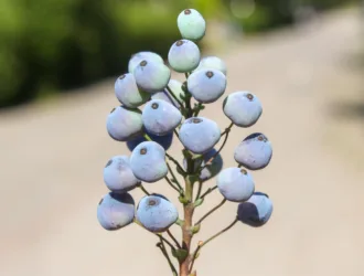 Berberis aquifolium