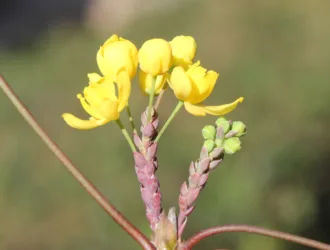 Berberis aquifolium