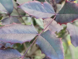 Berberis aquifolium