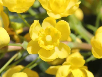 Berberis aquifolium