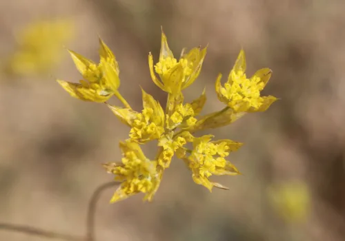 Bupleurum flavum