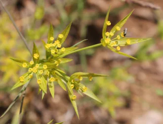 Bupleurum odontites