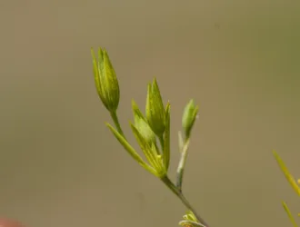 Bupleurum odontites