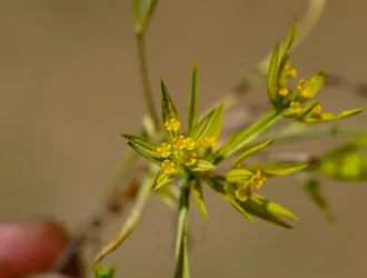 Bupleurum odontites