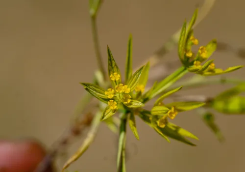 Bupleurum odontites