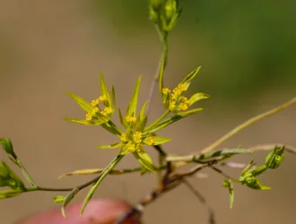Bupleurum odontites
